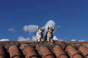 vaci pe acoperisul incins Cuzco